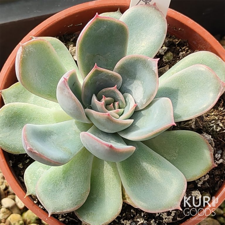 多肉仙人交易所