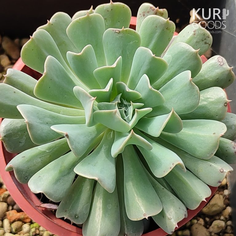 多肉仙人交易所