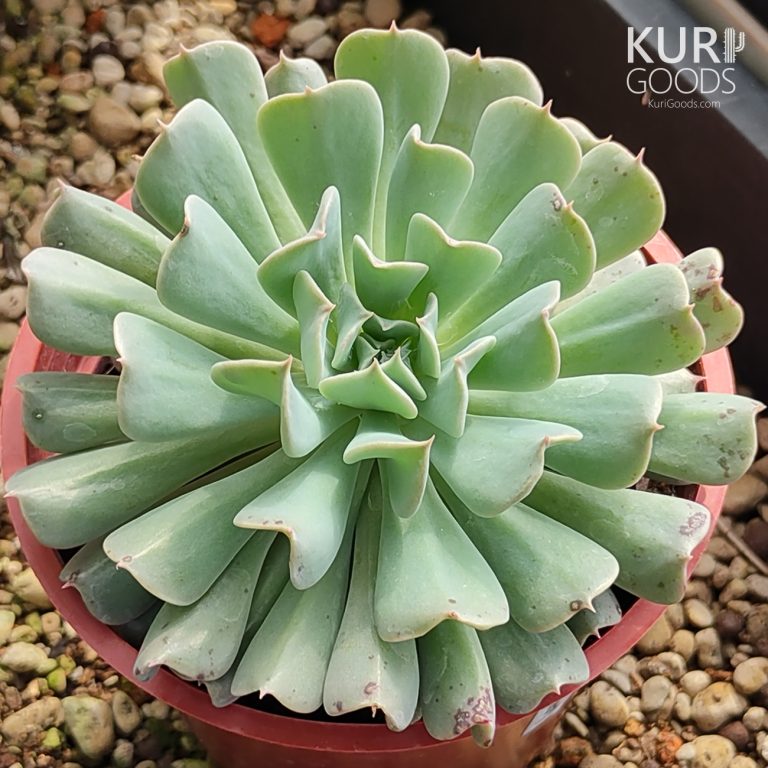 多肉仙人交易所