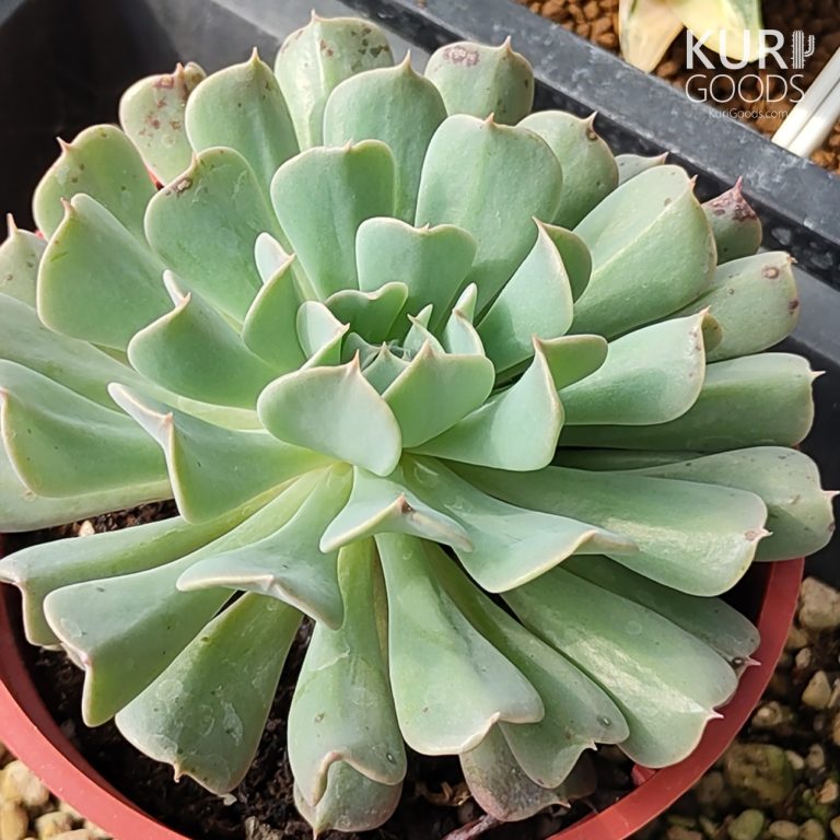 多肉仙人交易所