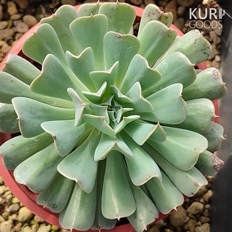 多肉仙人交易所