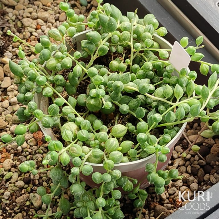 多肉仙人交易所