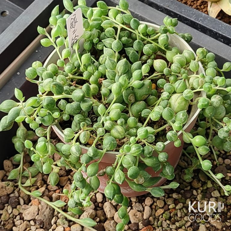 多肉仙人交易所