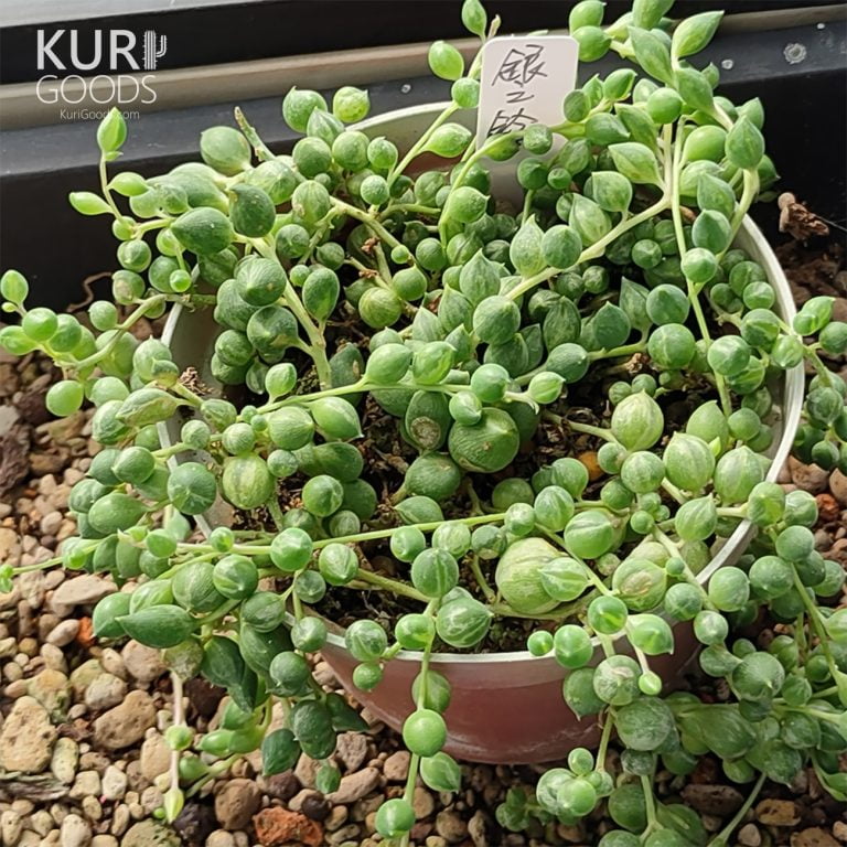 多肉仙人交易所