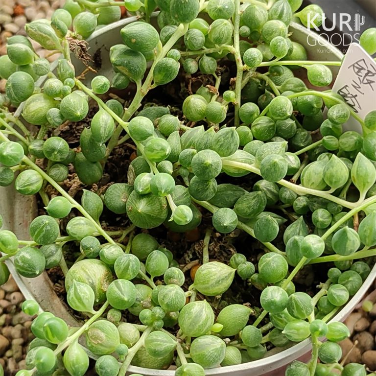 多肉仙人交易所