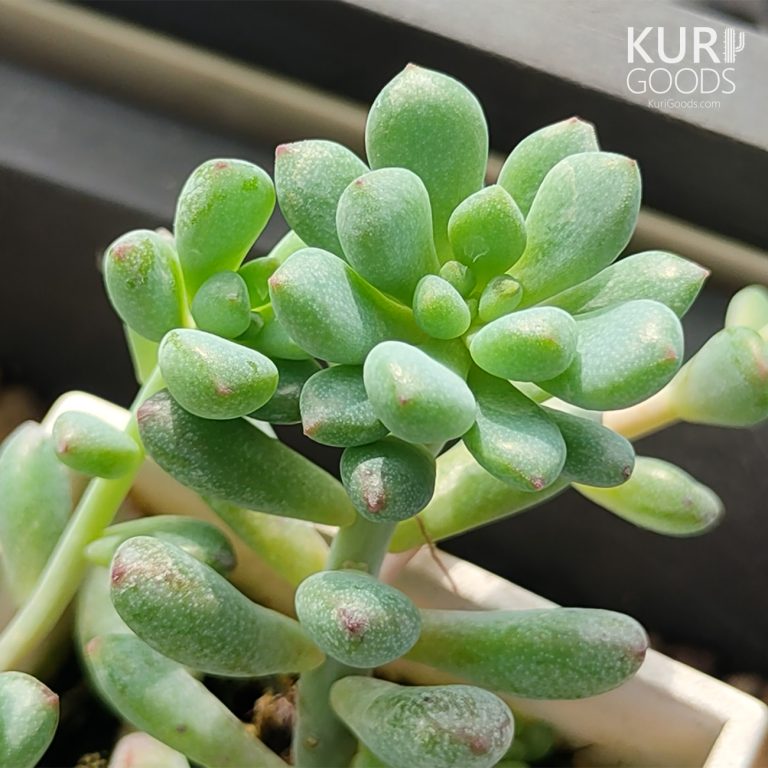 多肉仙人交易所