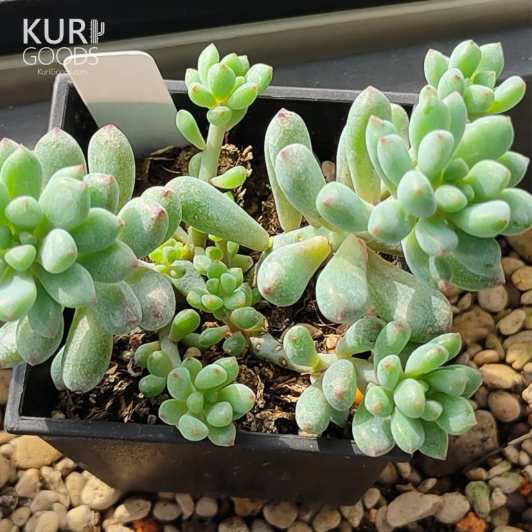 多肉仙人交易所