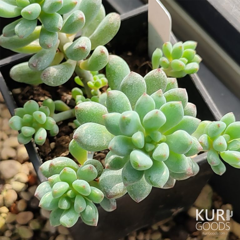 多肉仙人交易所