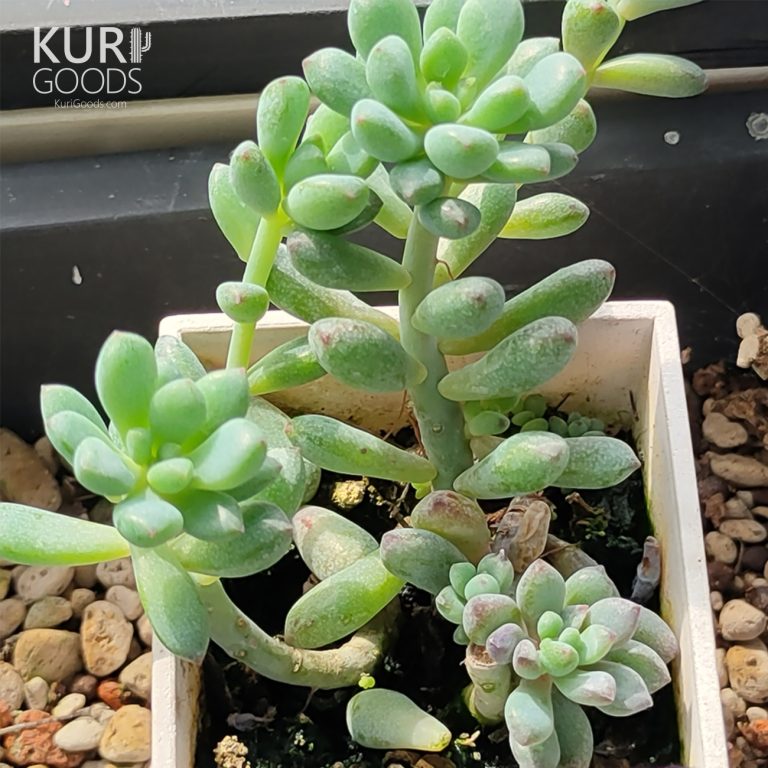 多肉仙人交易所