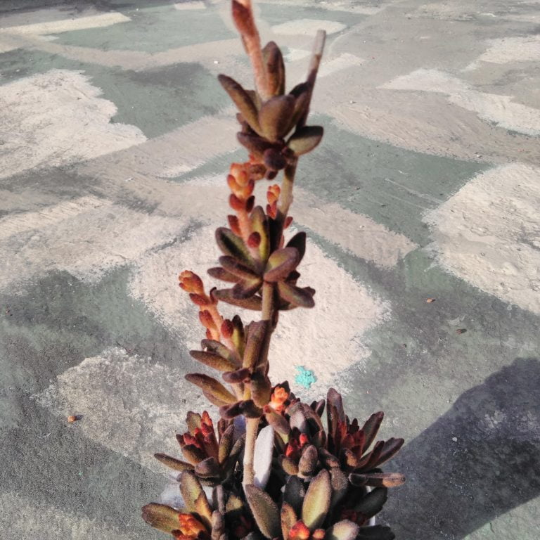 多肉仙人交易所