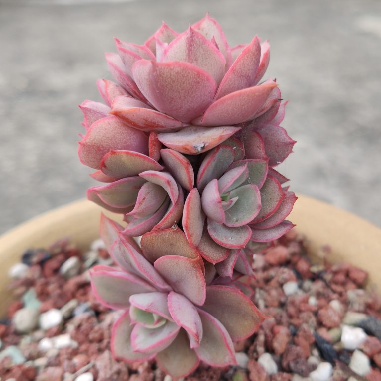 多肉仙人交易所