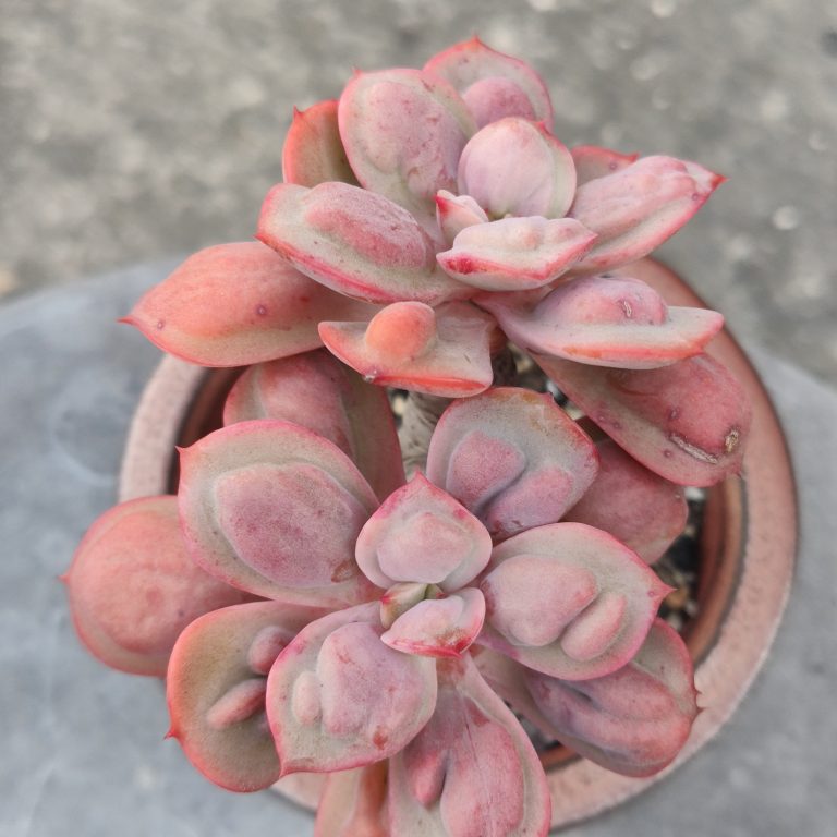 多肉仙人交易所