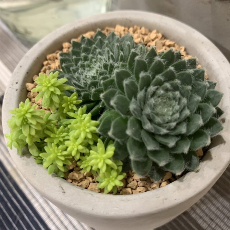 多肉仙人交易所