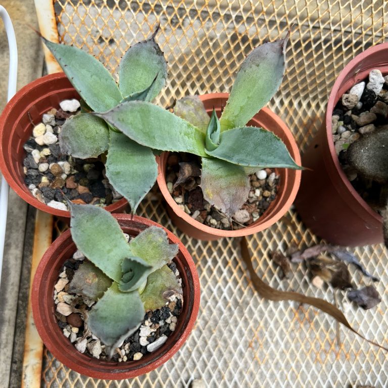 多肉仙人交易所