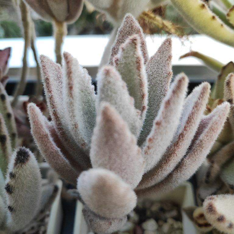 多肉仙人交易所