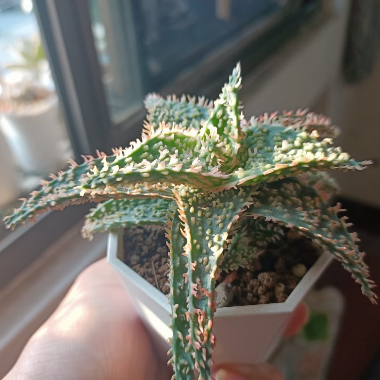 多肉仙人交易所