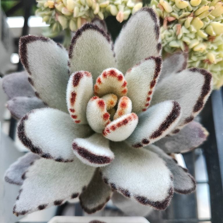 多肉仙人交易所