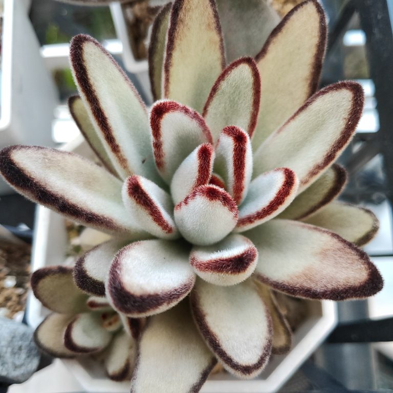 多肉仙人交易所