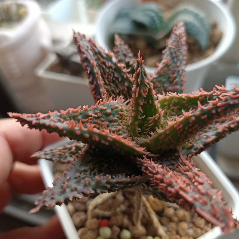 多肉仙人交易所