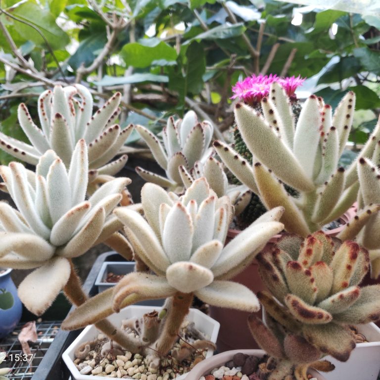 多肉仙人交易所