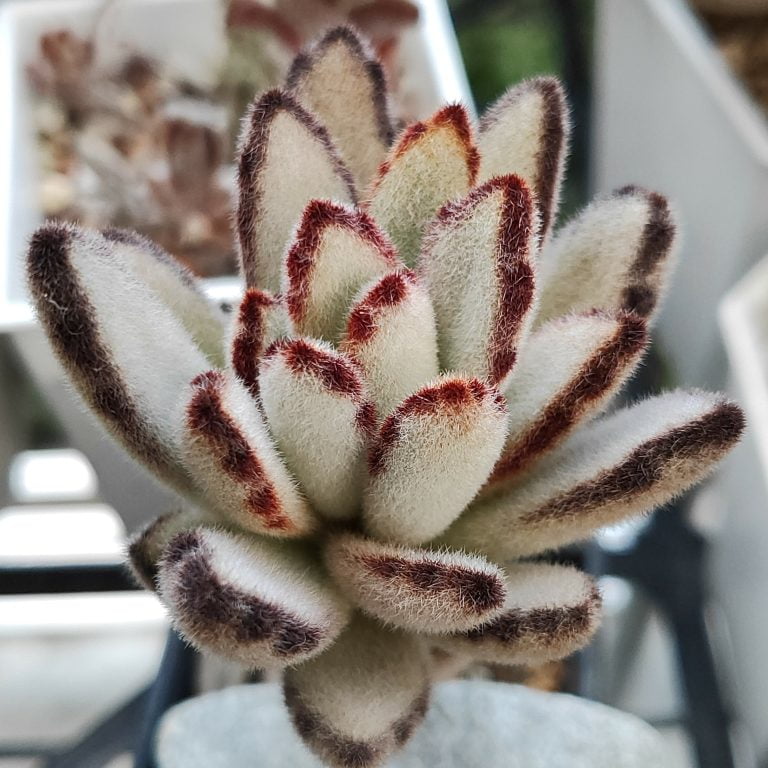 多肉仙人交易所