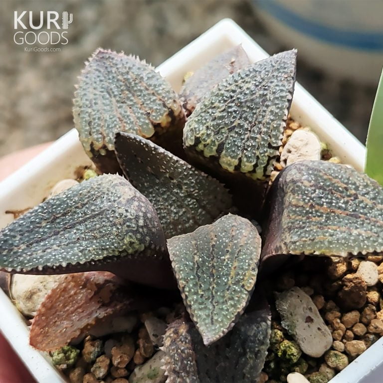 多肉仙人交易所