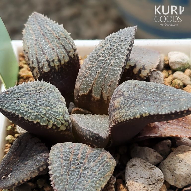 多肉仙人交易所