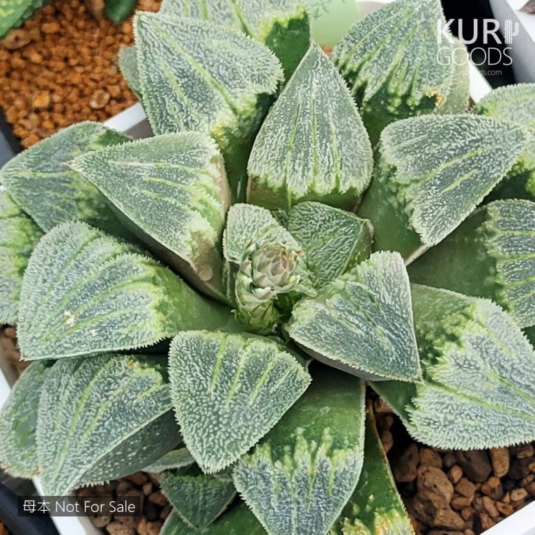 多肉仙人交易所