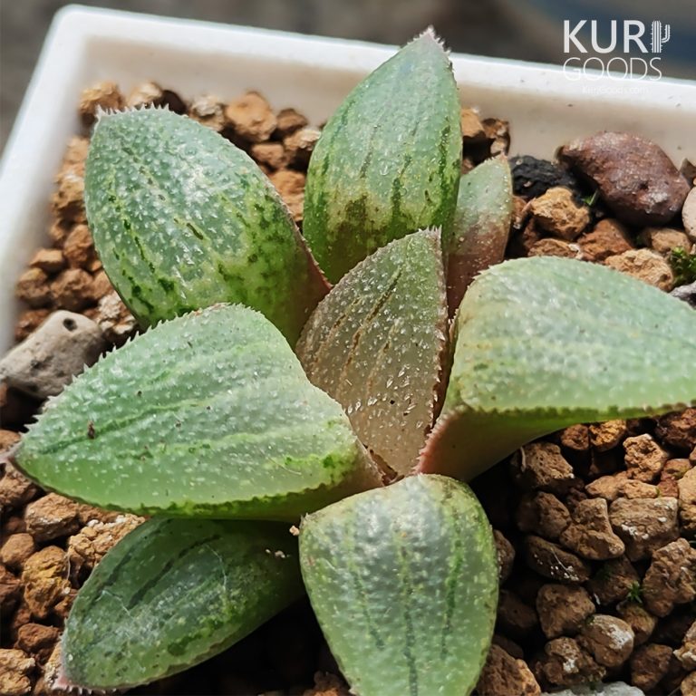 多肉仙人交易所