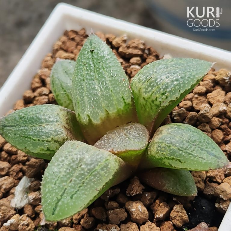 多肉仙人交易所