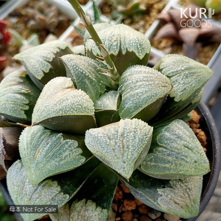 多肉仙人交易所