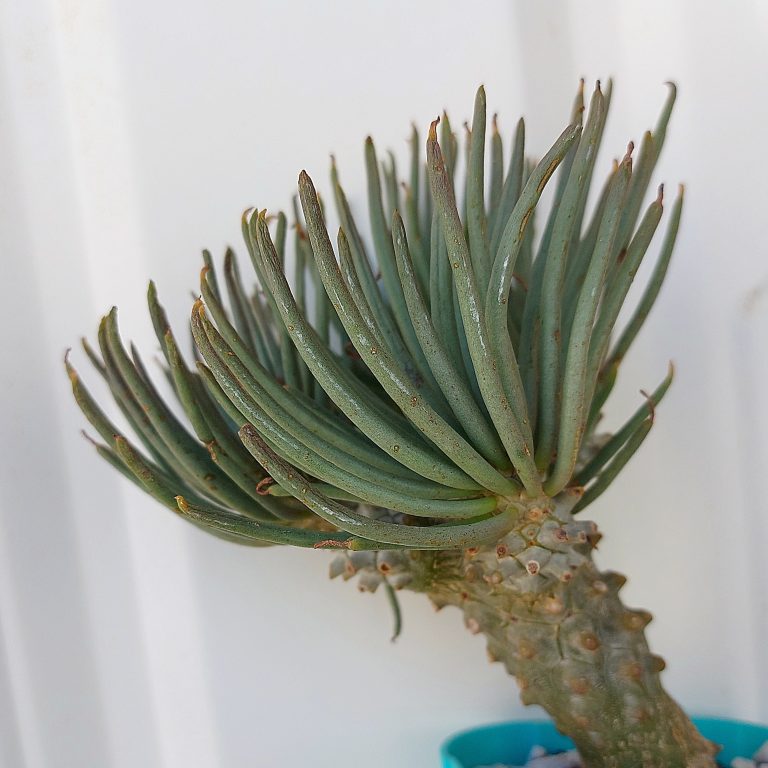 多肉仙人交易所