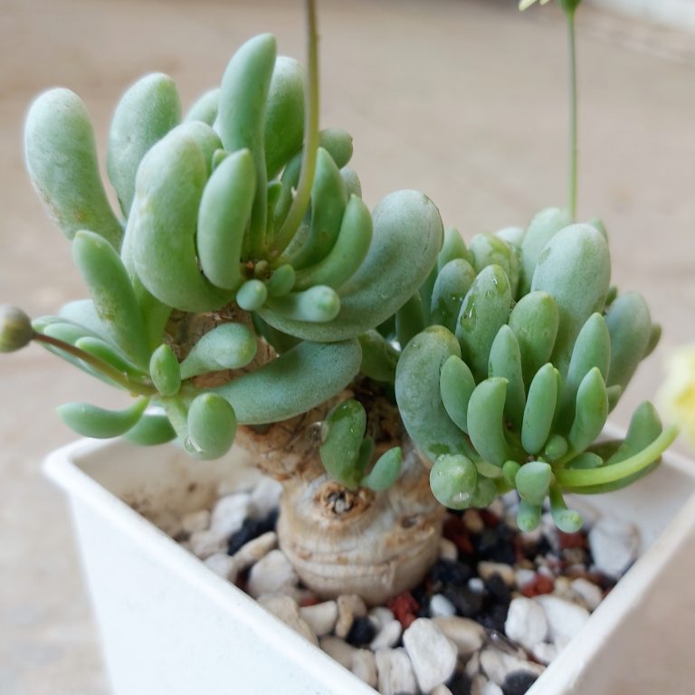 多肉仙人交易所