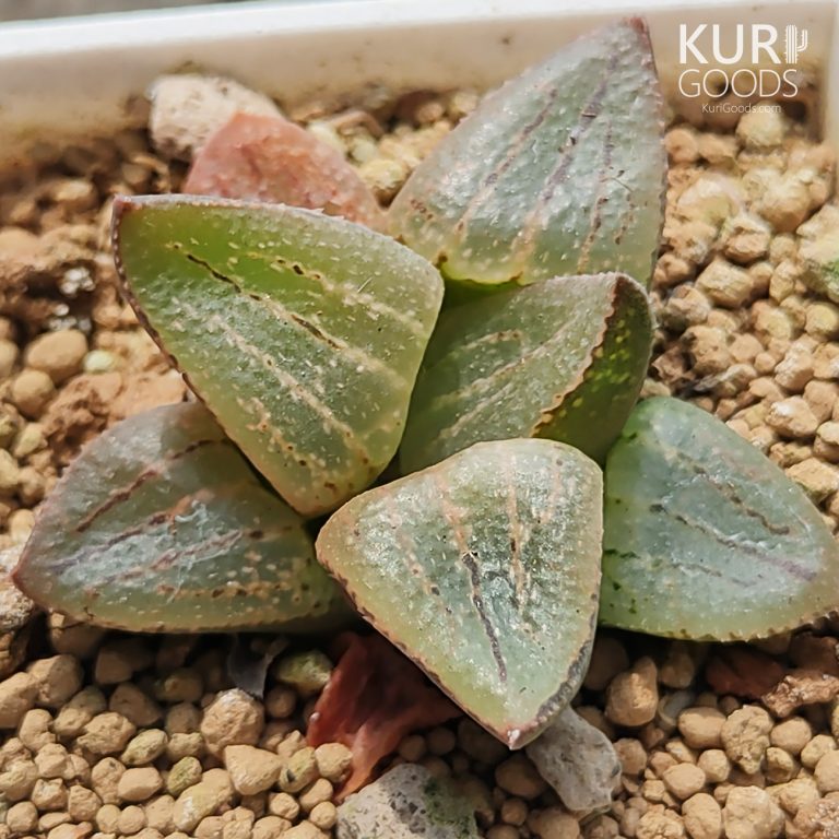 多肉仙人交易所