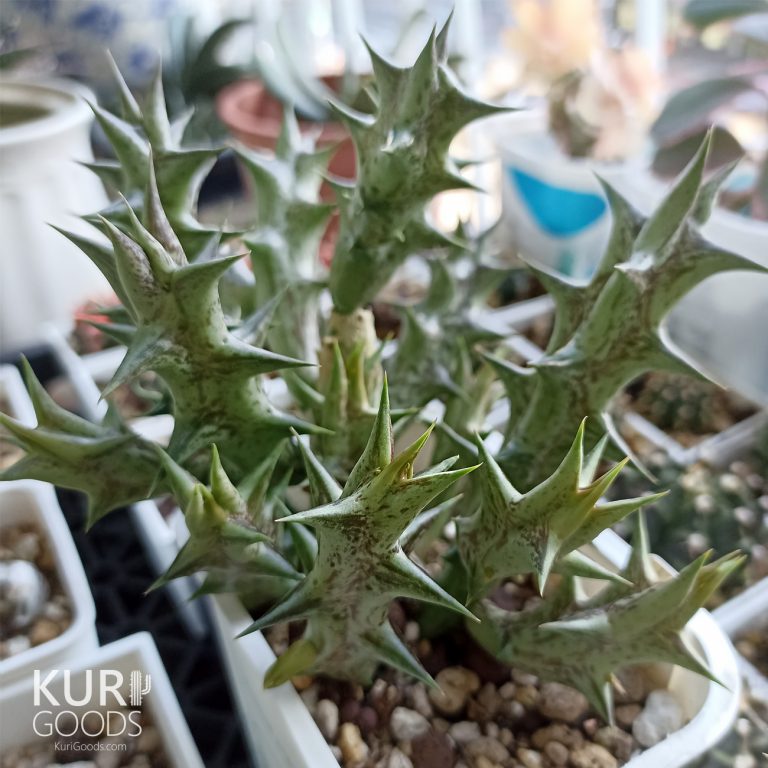 多肉仙人交易所