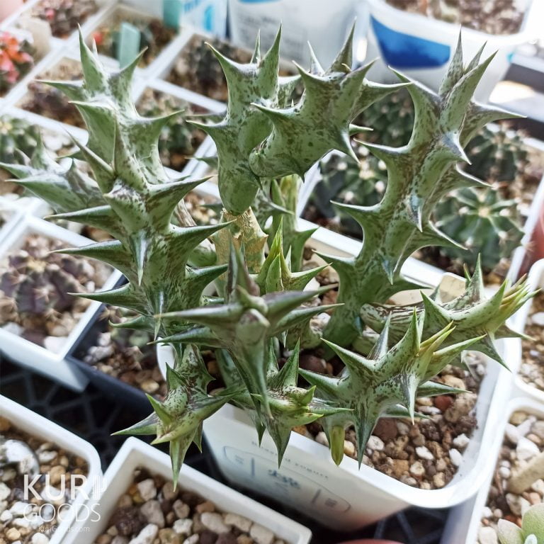 多肉仙人交易所