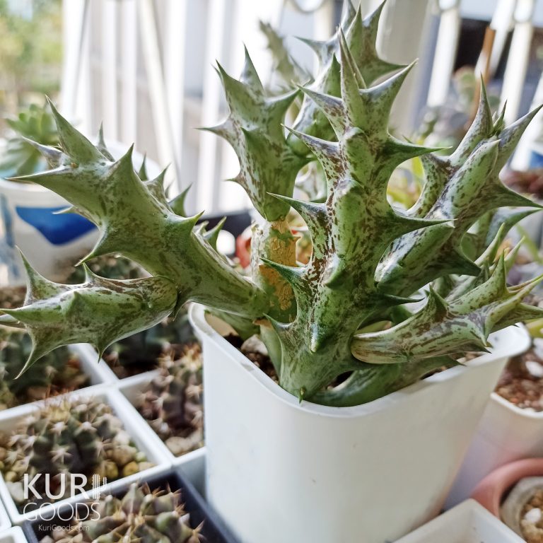 多肉仙人交易所