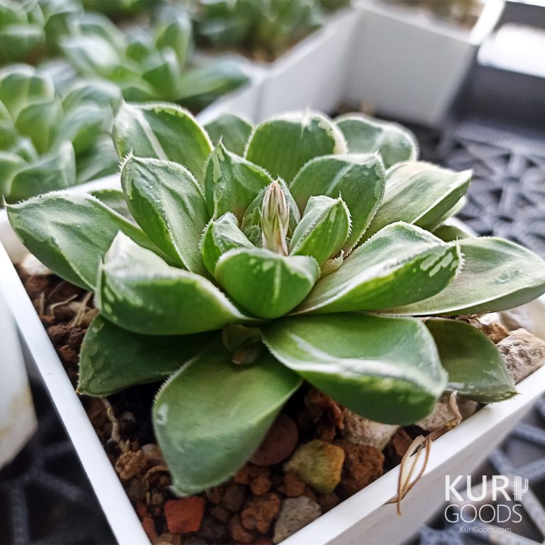 多肉仙人交易所