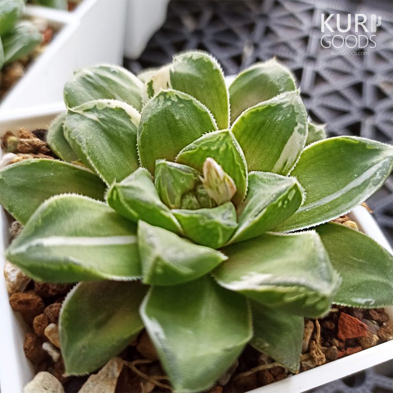 多肉仙人交易所