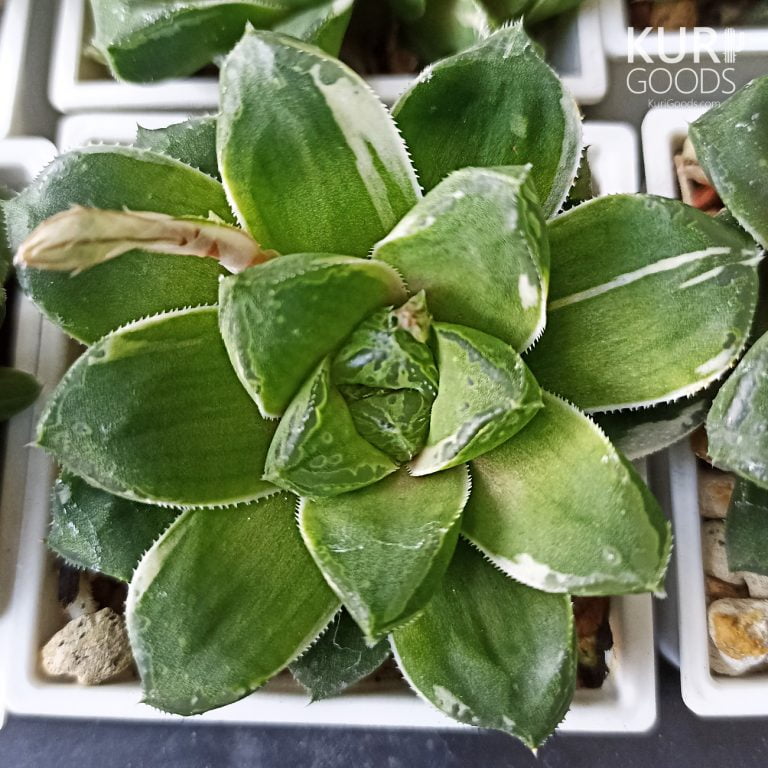 多肉仙人交易所