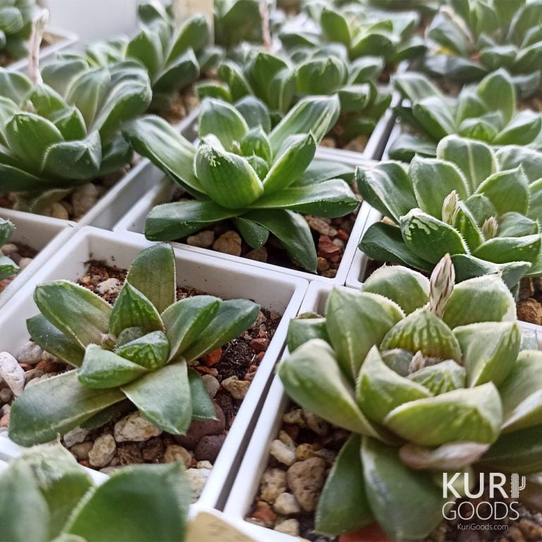 多肉仙人交易所