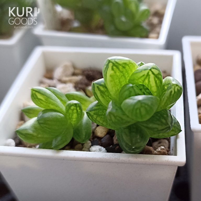 多肉仙人交易所