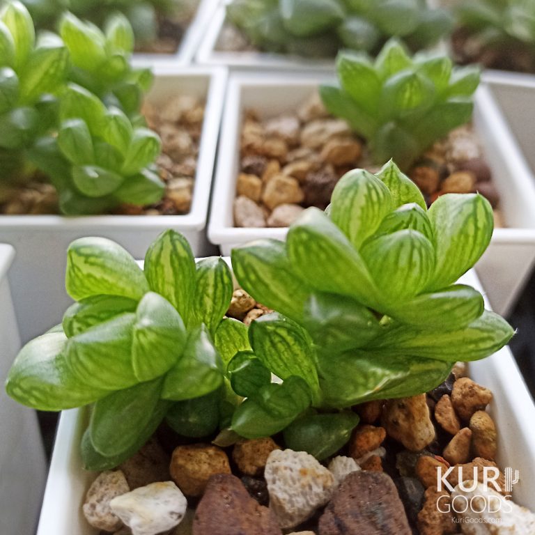 多肉仙人交易所