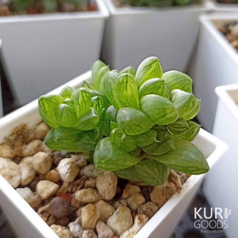 多肉仙人交易所