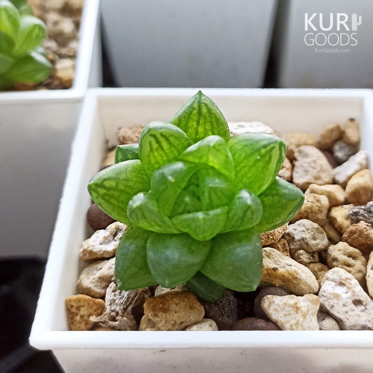 多肉仙人交易所