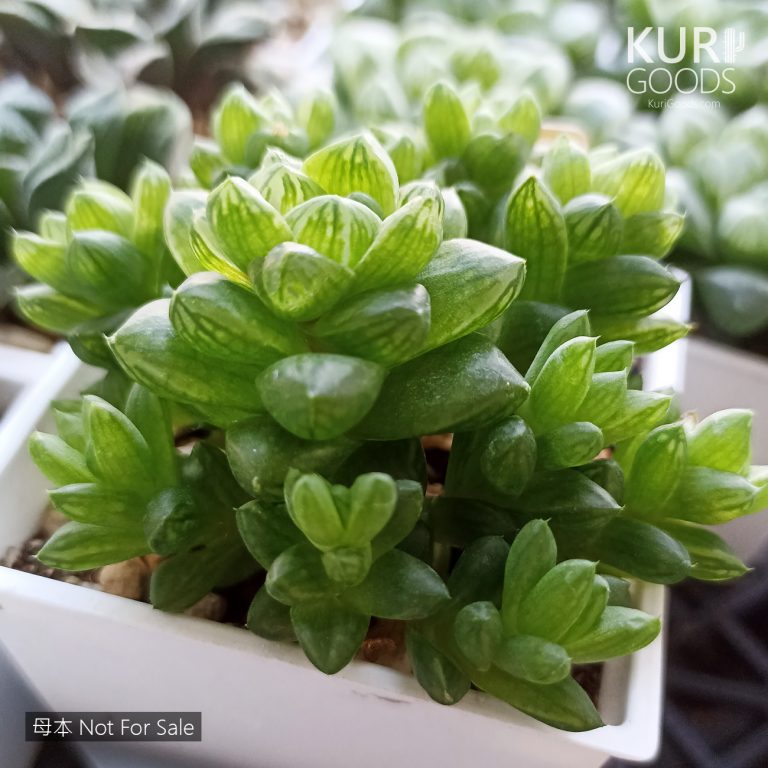 多肉仙人交易所