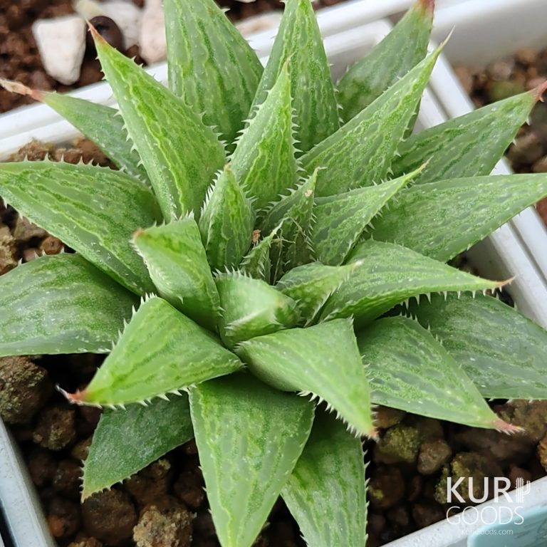 多肉仙人交易所