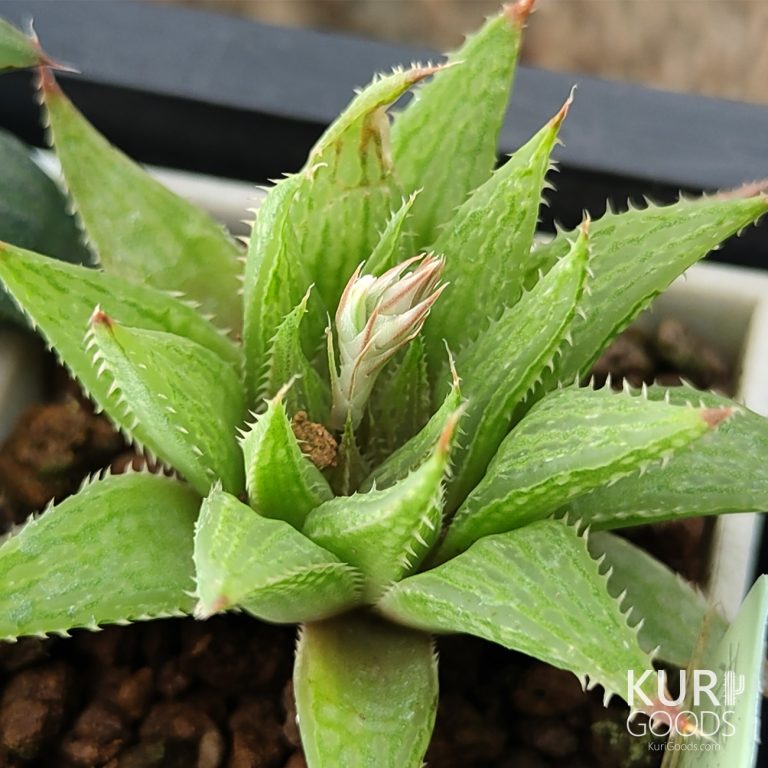 多肉仙人交易所