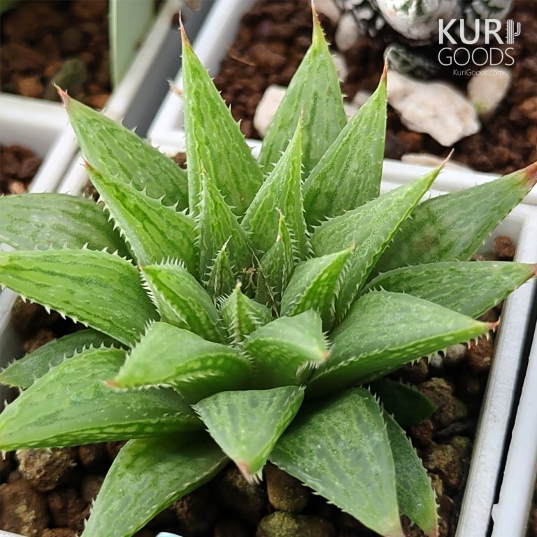 多肉仙人交易所