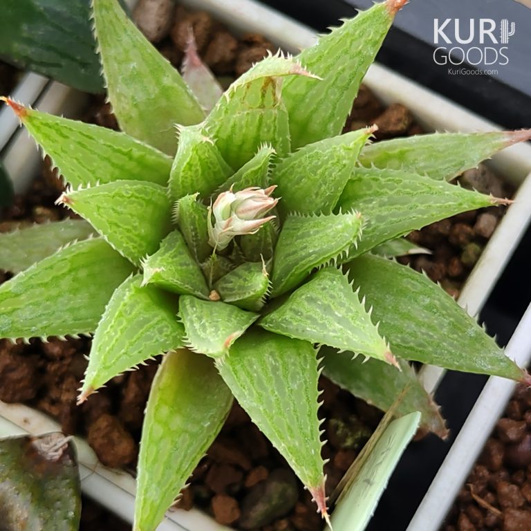 多肉仙人交易所